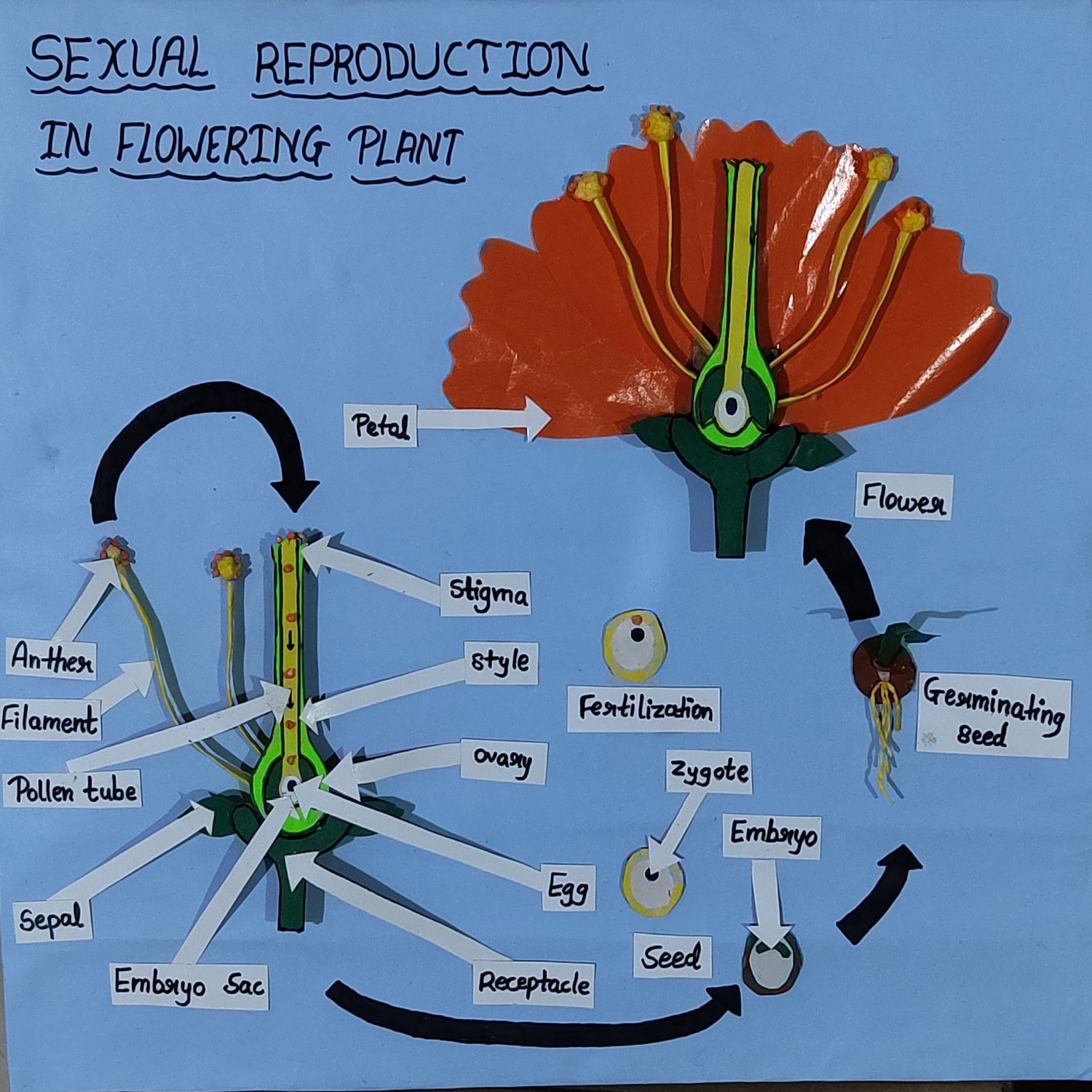 Sexual Repoduction in a flowing plant