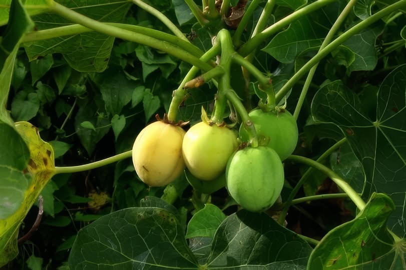 Children Posioned by eating Fruit from a local bush