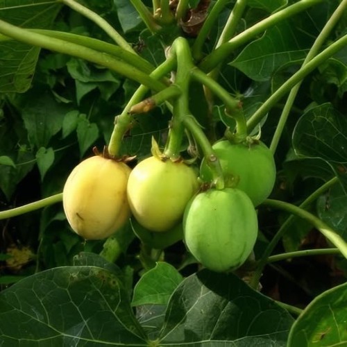 Children Posioned by eating Fruit from a local bush